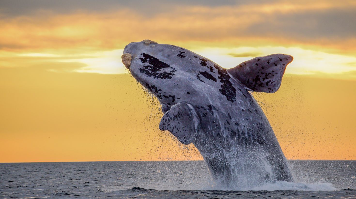 Whale jumping out the water during a beautiful sunset