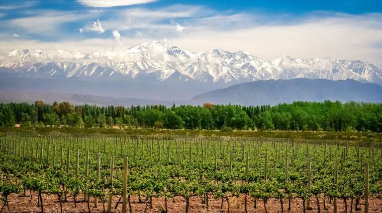 The vineyard of Mendoza with mountains at back in Argentina in August.