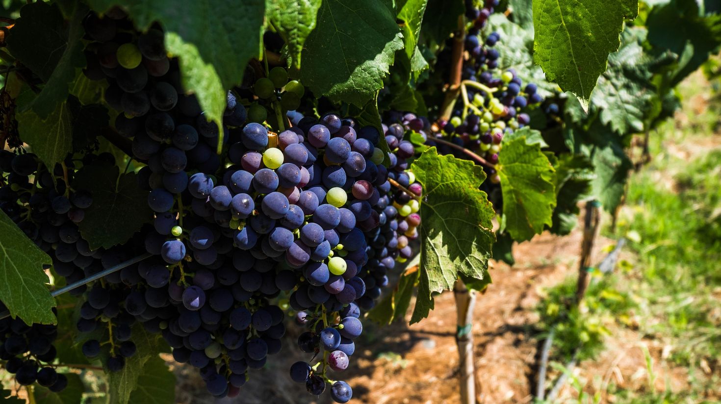 Grapevine in Mendoza, Argentina. Wine production.