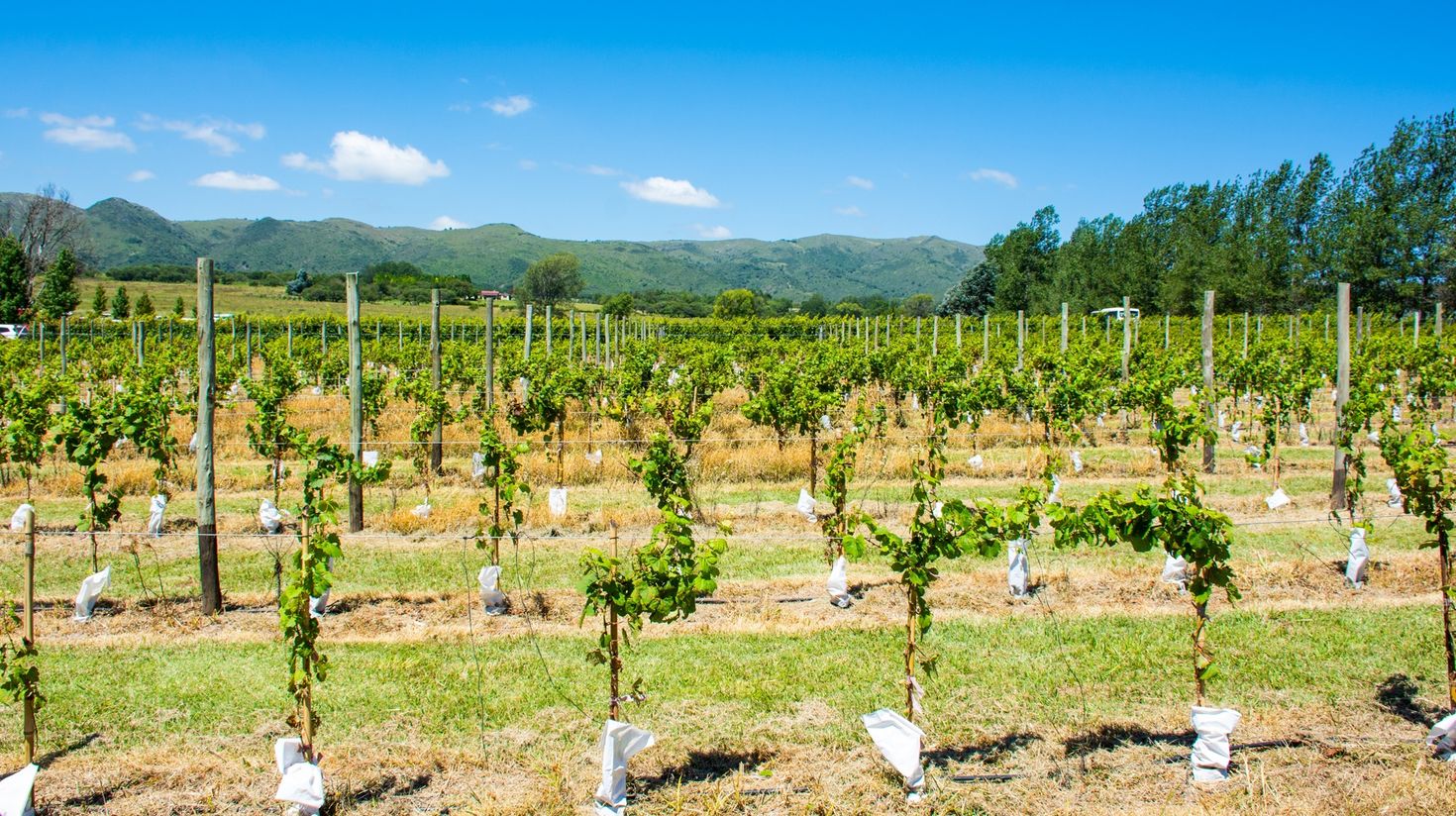 Wineyard in Cordoba in Argentina during a clear day.