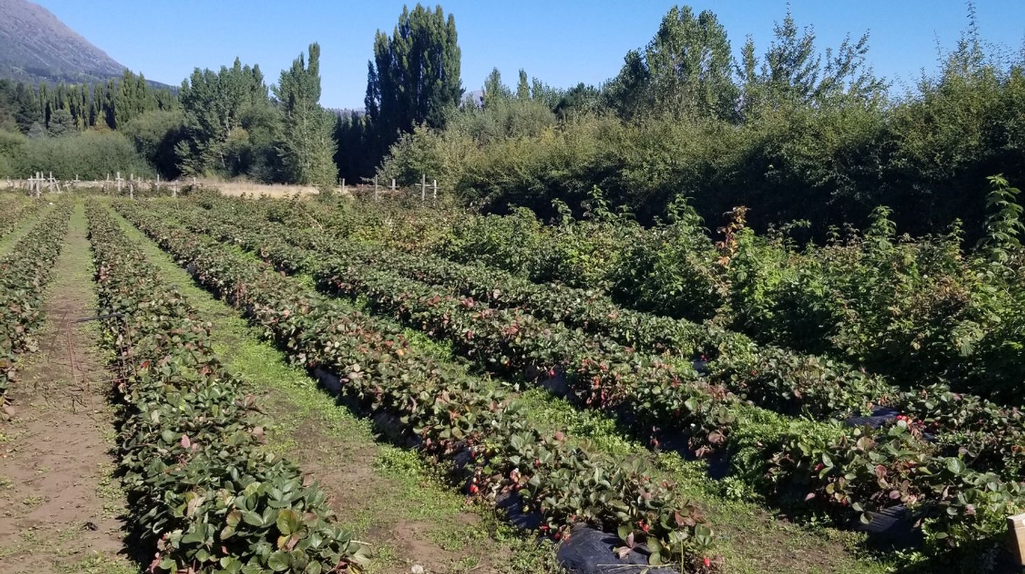 Landscape of Rio Negro wine region in Argentina.