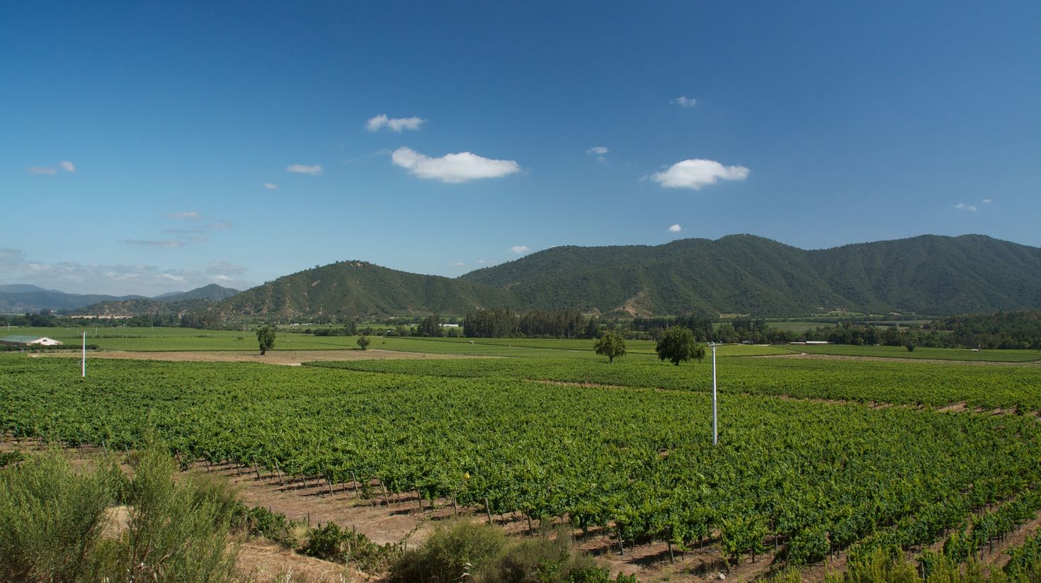 Patagonia wine region during a clear day.