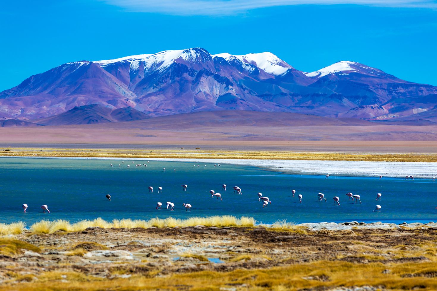 Wild flamingos can be found plenty in the Atacama desert