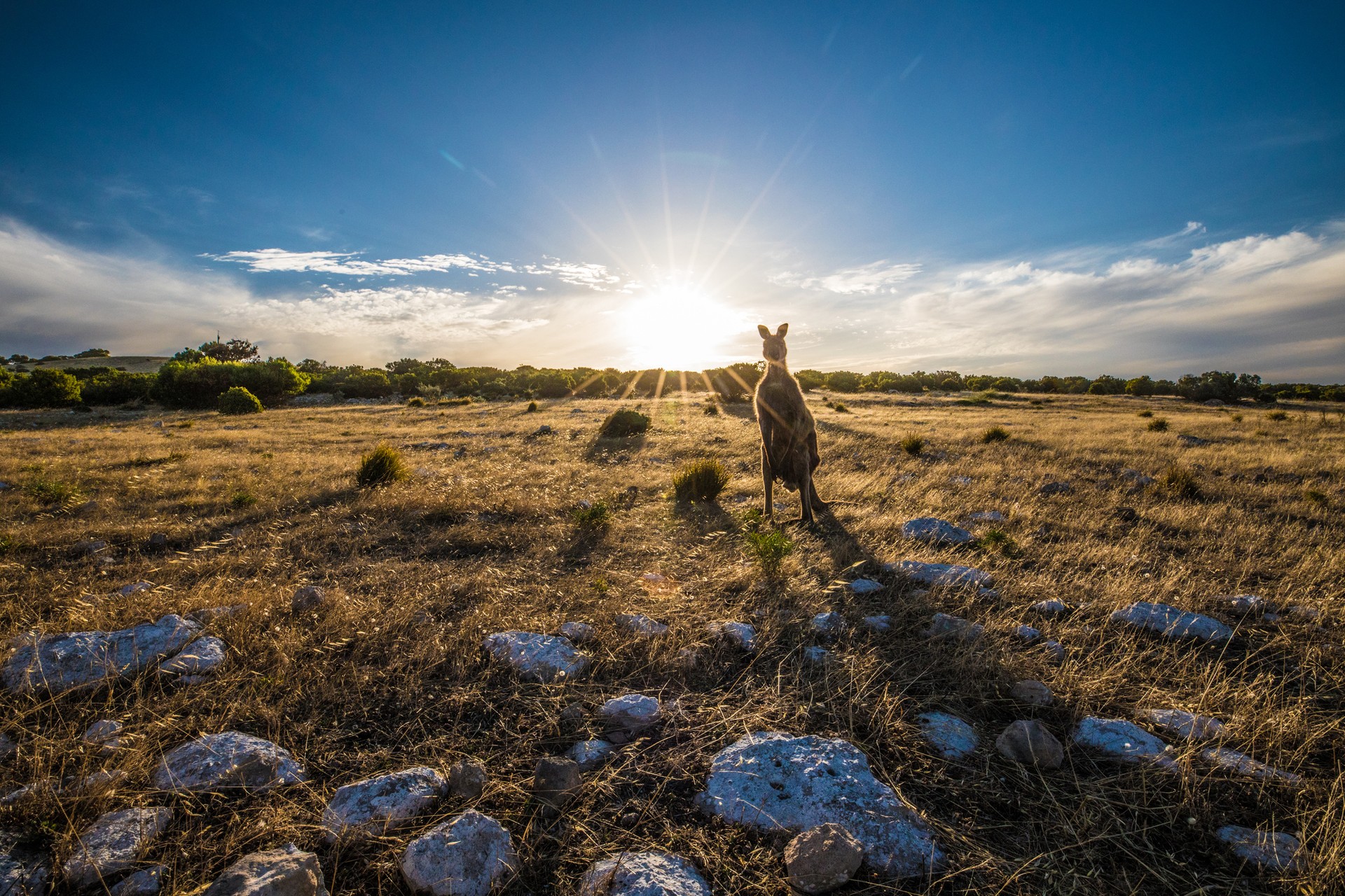 Kangaroo on the landscape of Kangaroo Island in Australia in April.