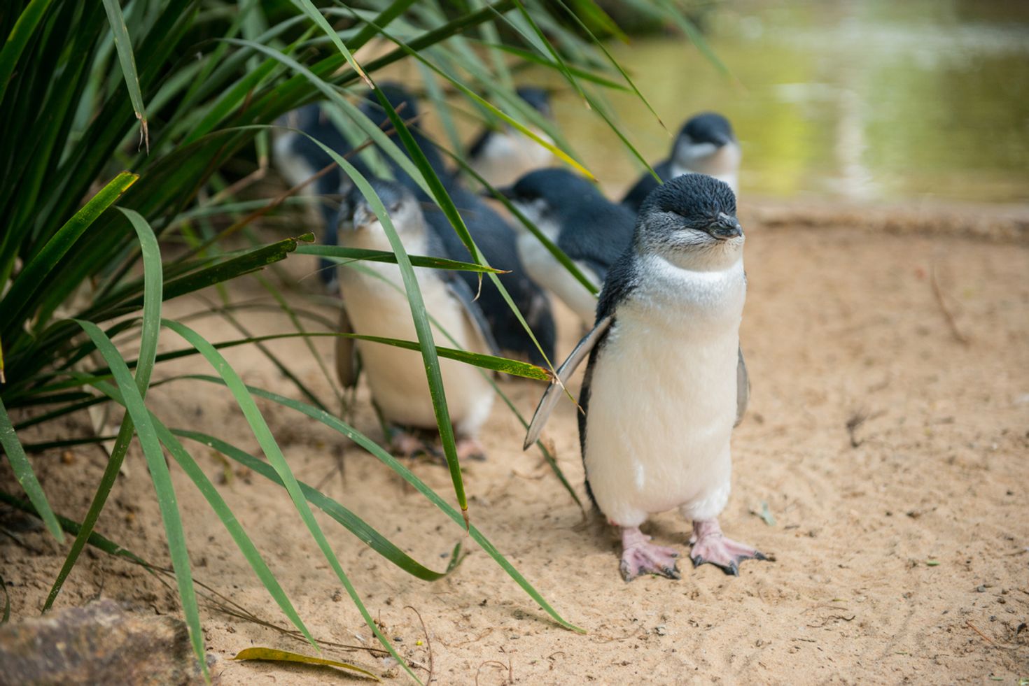 Visit Perth in an Australia itinerary and see fairy penguins
