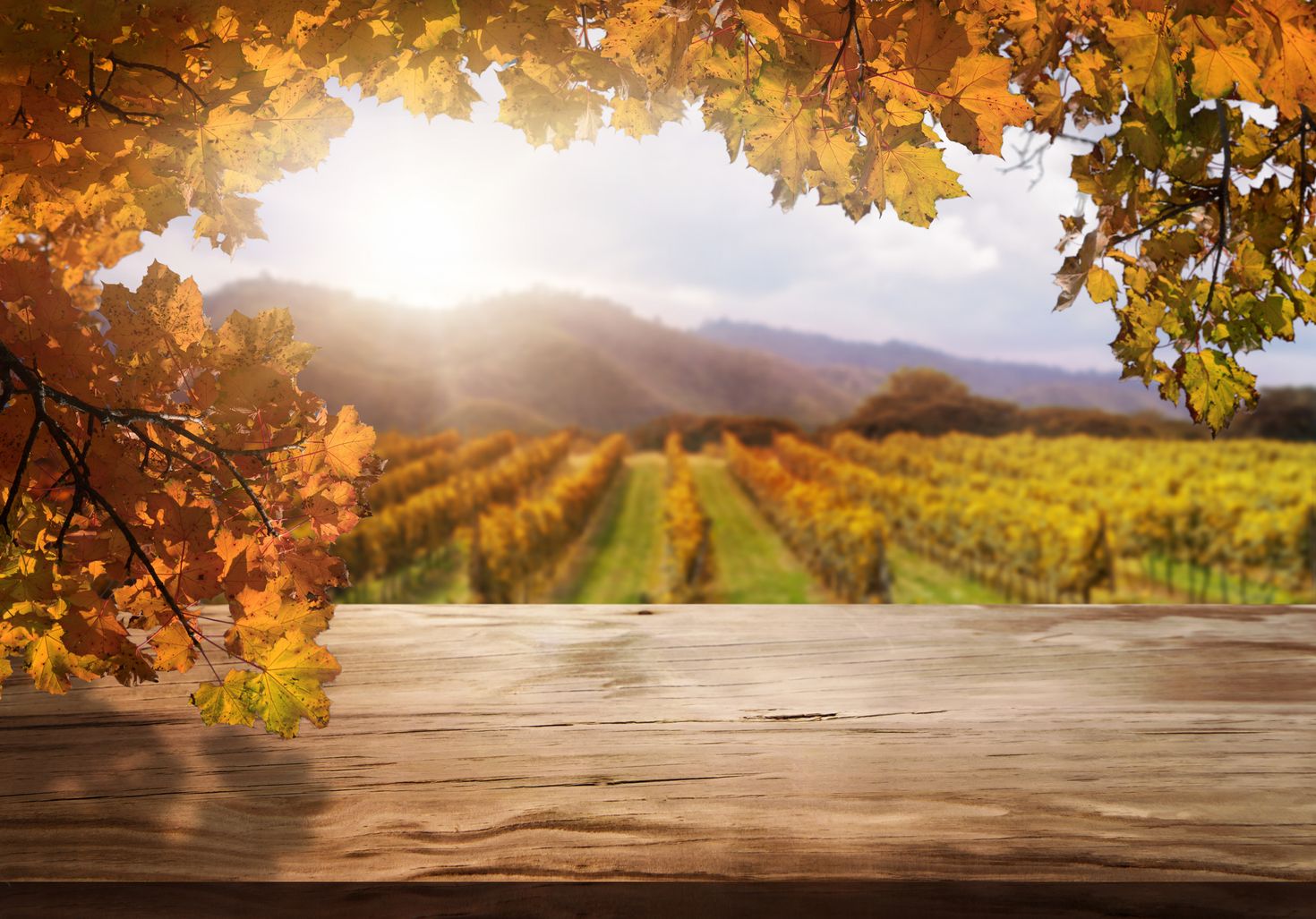 The view of a vineyard landscape in Australia