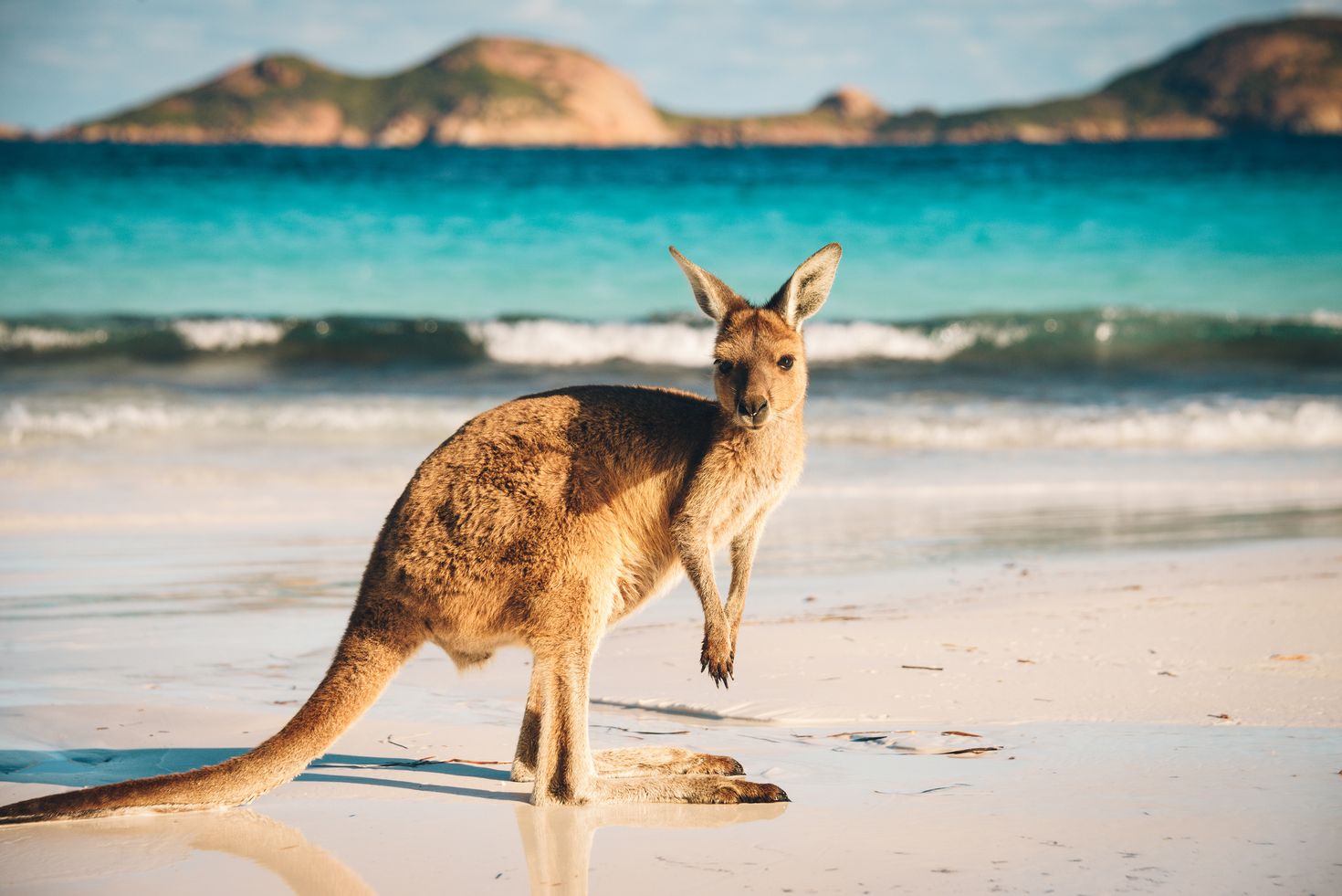 Kangaroo at Lucky Bay in Cape Range National Park, Australia