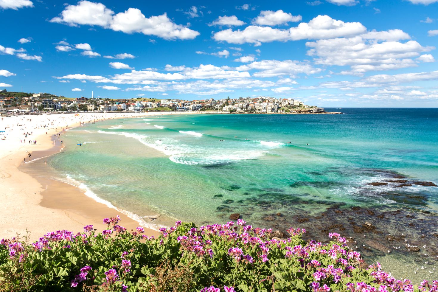 Flowers near Bondi beach, Australia