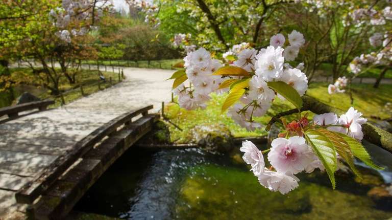 Cherry blossoms bloom in Hasselt, Belgium, in March.