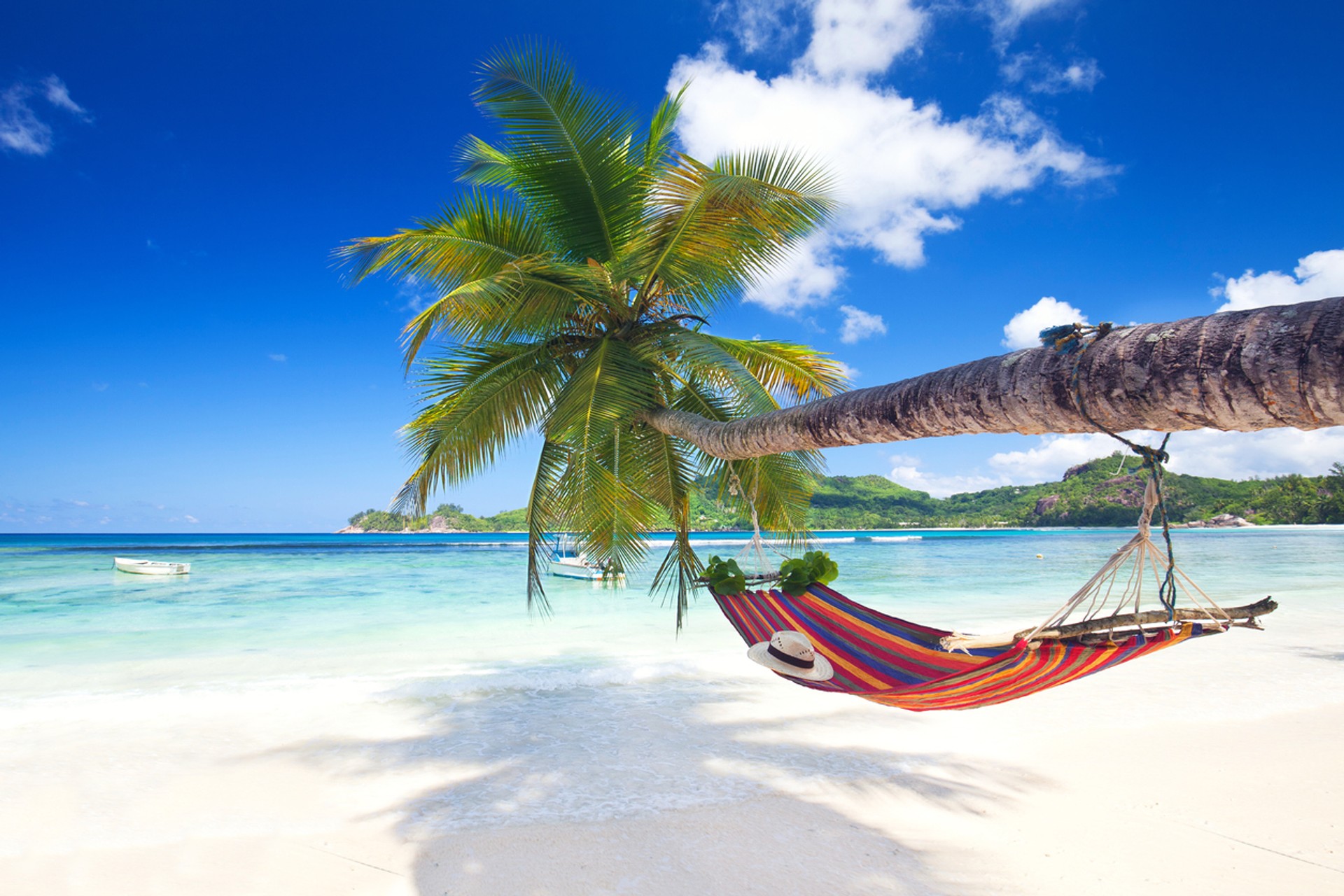 A hammock hangs on a big tree branch on a beach on a clear summer day.
