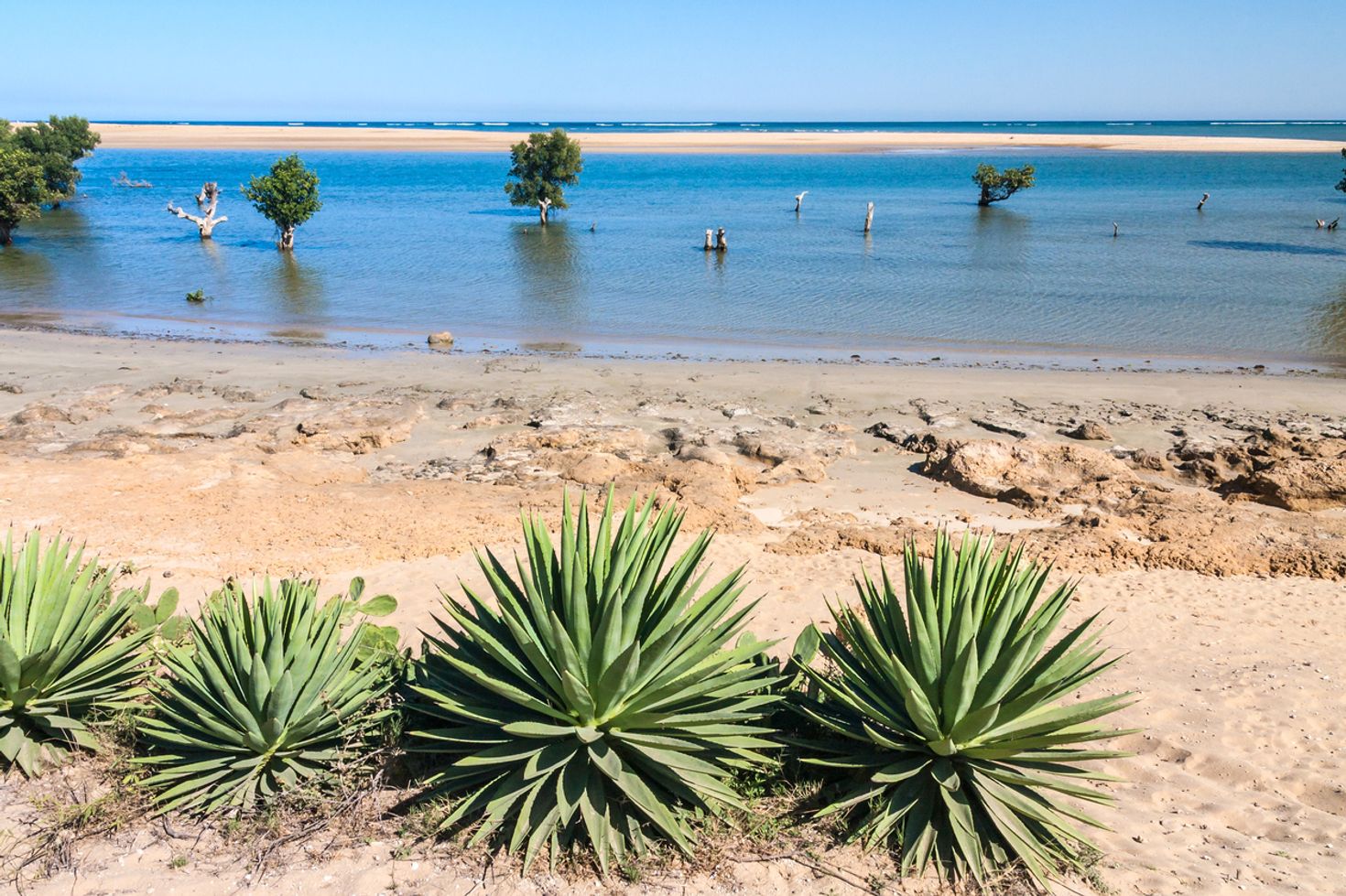 Ifaty in Madagascar with bushes and trees. 