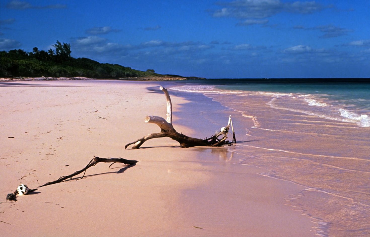 A tree branch lays on the pink sand at Pink Sands beach. 