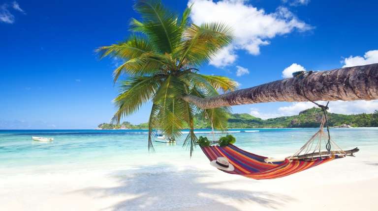 A hammock hangs on a big tree branch on a beach on a clear summer day.