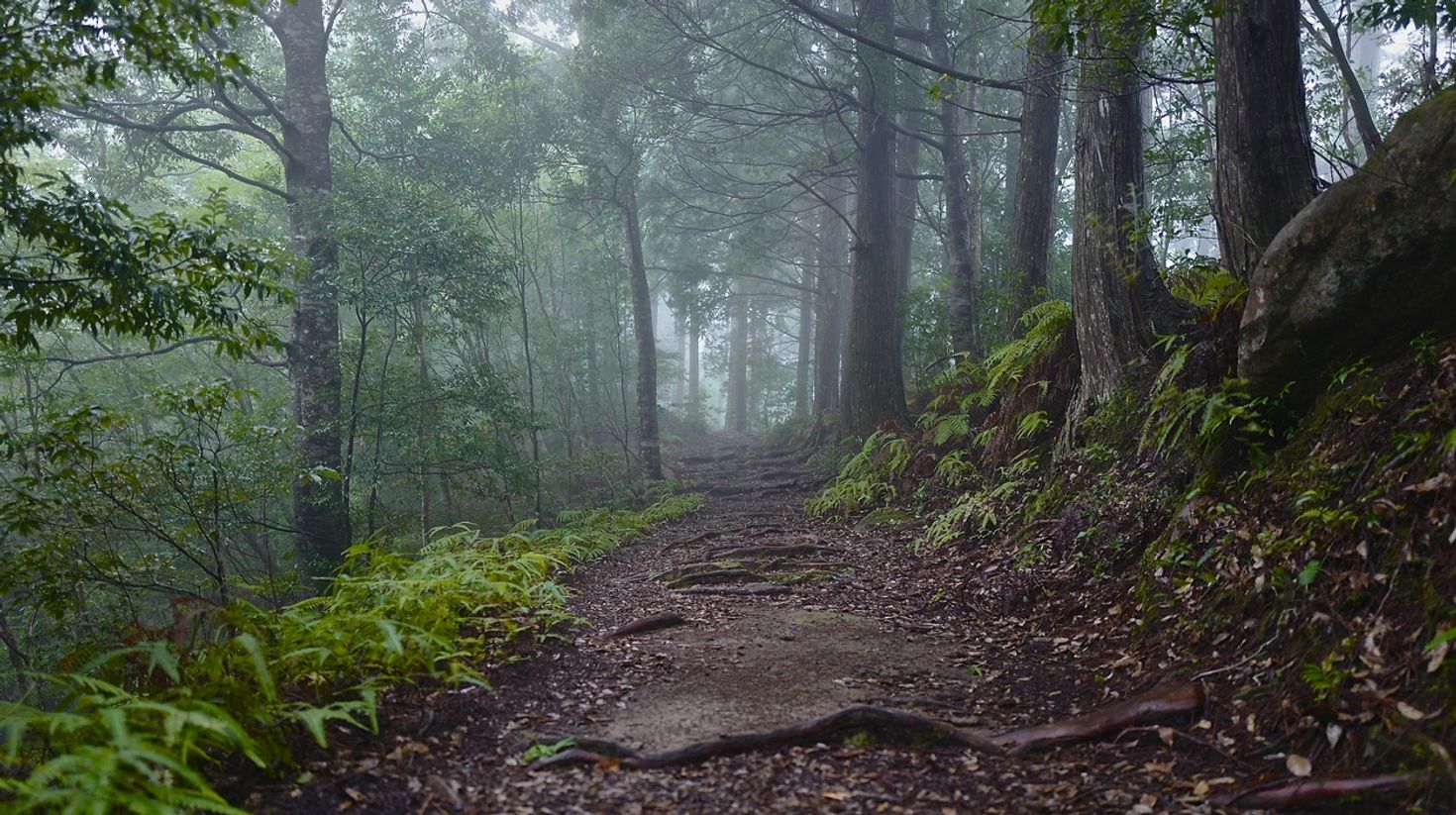 The trail has a very natural feel to it with all the trespassing plants and bare roots spread across the paths