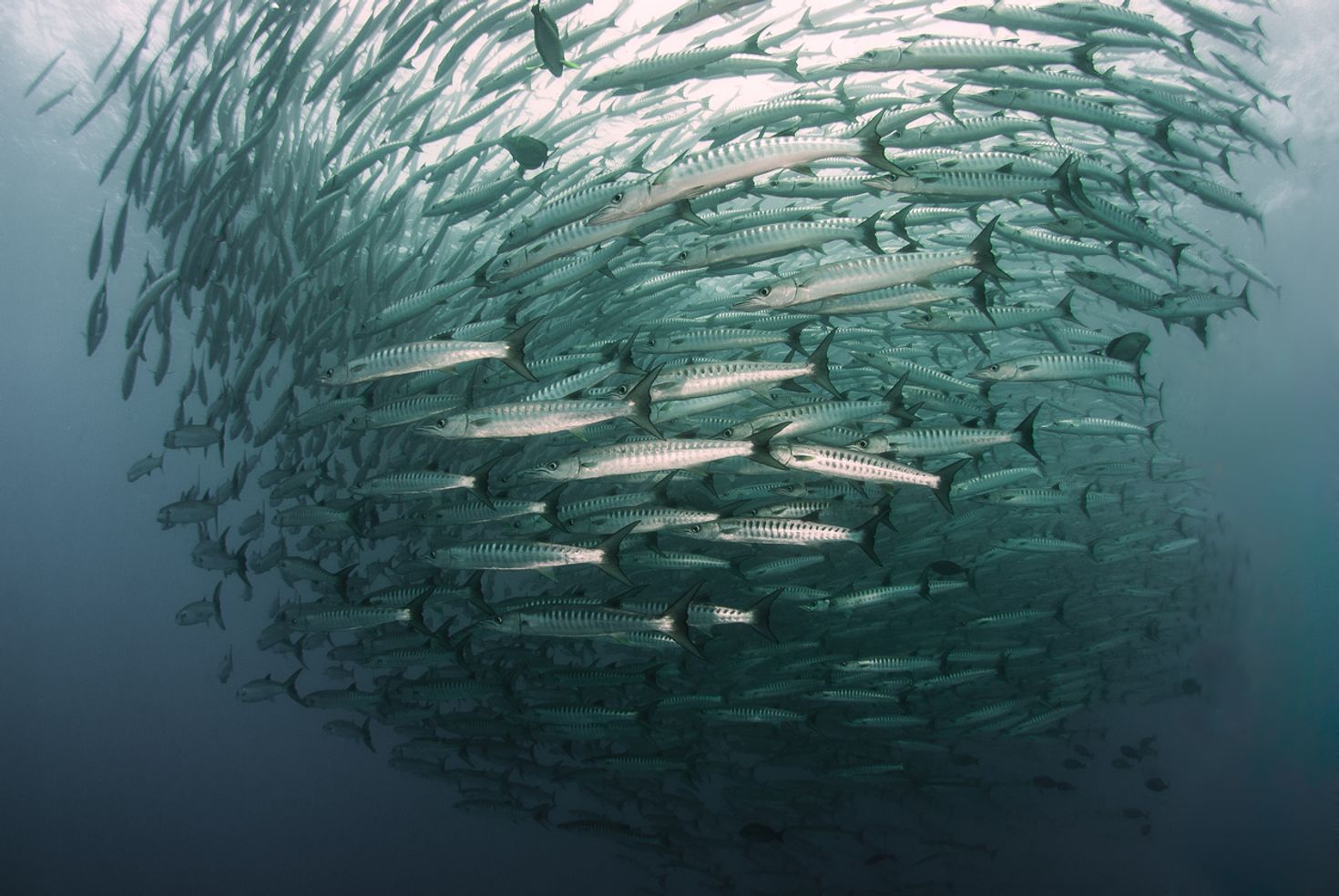 This is one of the best dive sites to swim with barracudas