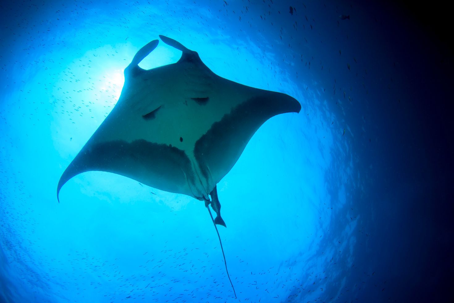 Cano Island in Costa Rica is one of the best dive sites to spot manta rays