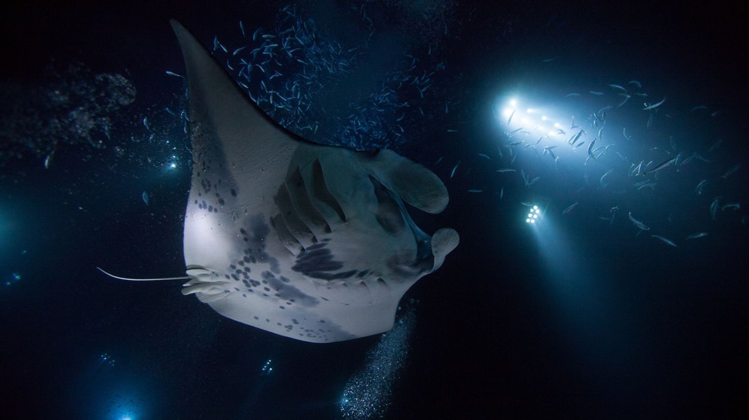 Kona Mantas have the best dive site for night dives