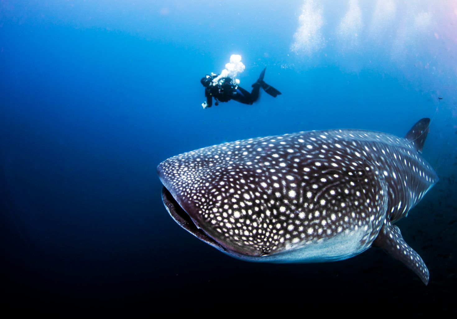 One of the best dive sites in Thailand is where you find the whale shark