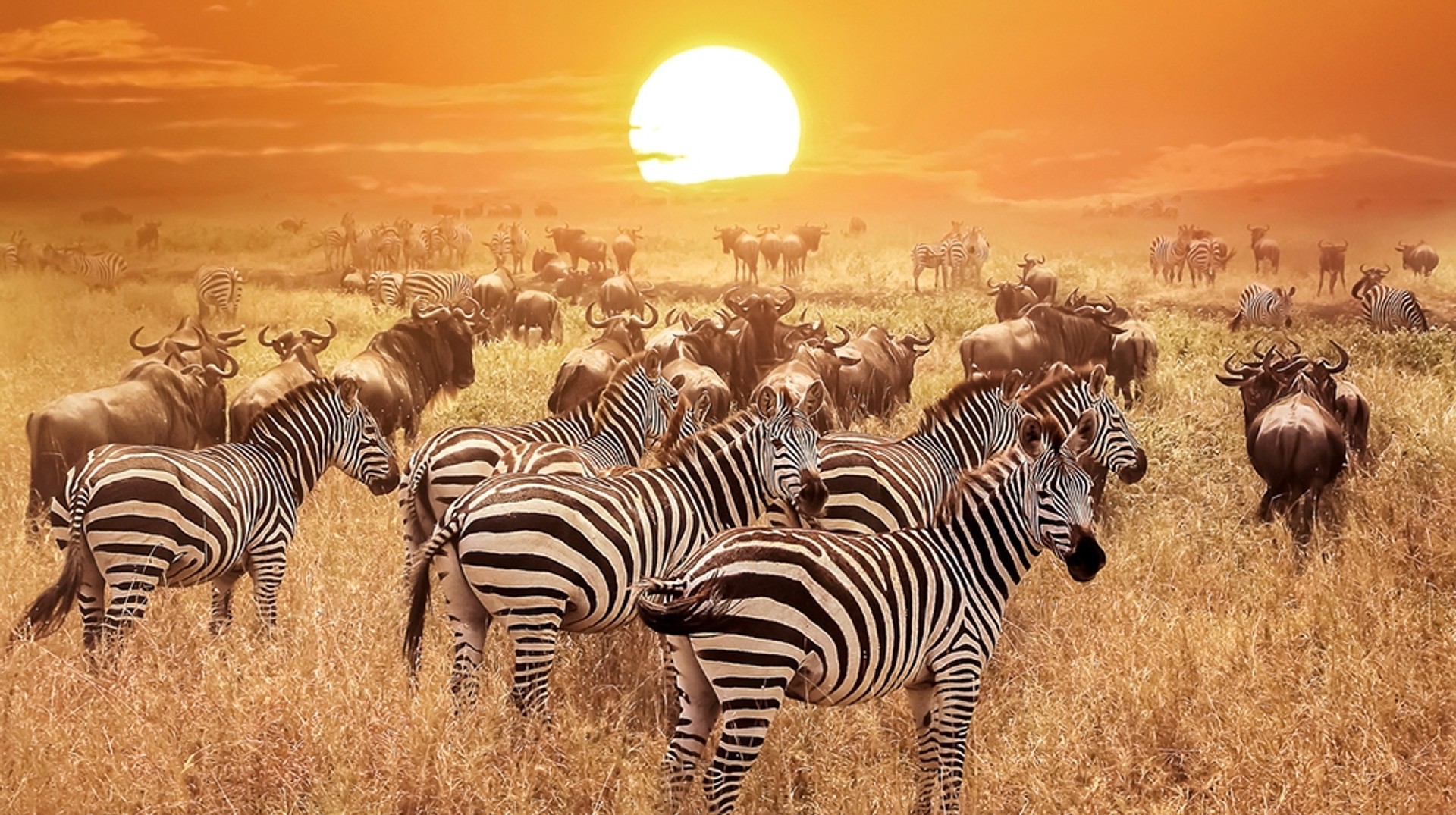 Africa is the land of dramatic landscapes, diverse wildlife and beautiful sunsets. Zebras and wildebeest can be witnessed on safaris in various destinations in Africa.