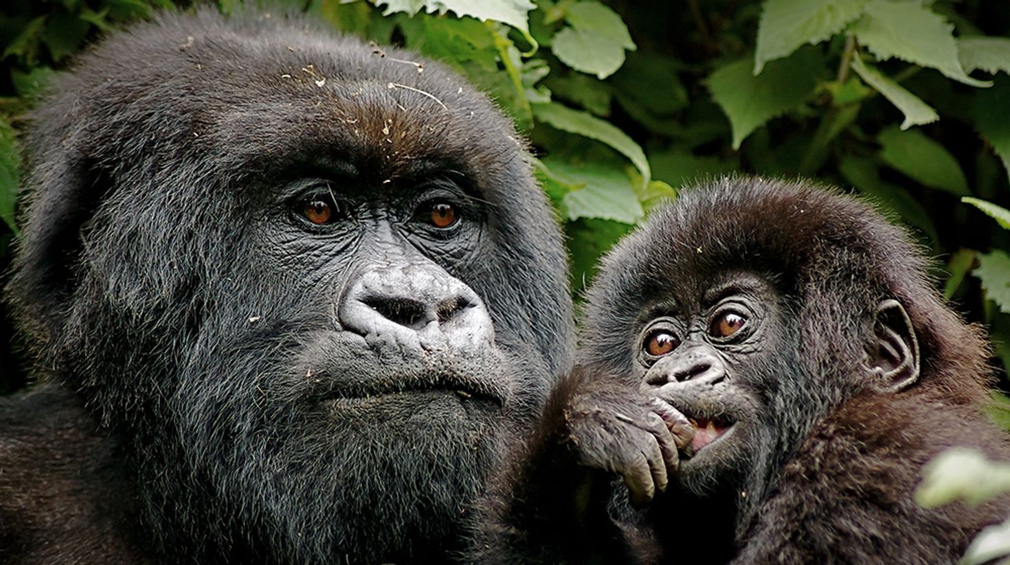 Uganda's diverse geography include, the Nile river and rich mountain ranges