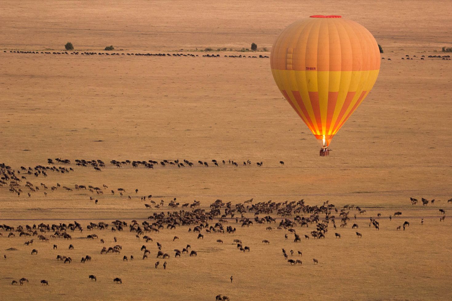 Kenya is a country best known for Serengeti National Park where wildbeast roam in numbers.