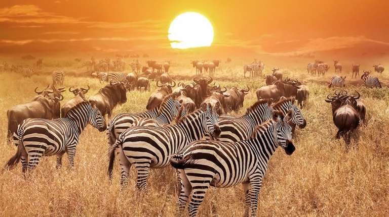 Zebras and wildebeest can be witnessed on safaris in various destinations in Africa.