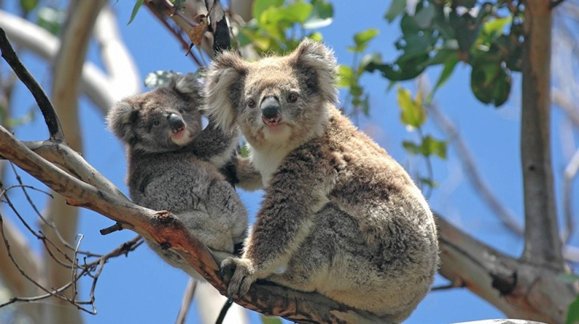 6 Best National Parks in Australia to Visit