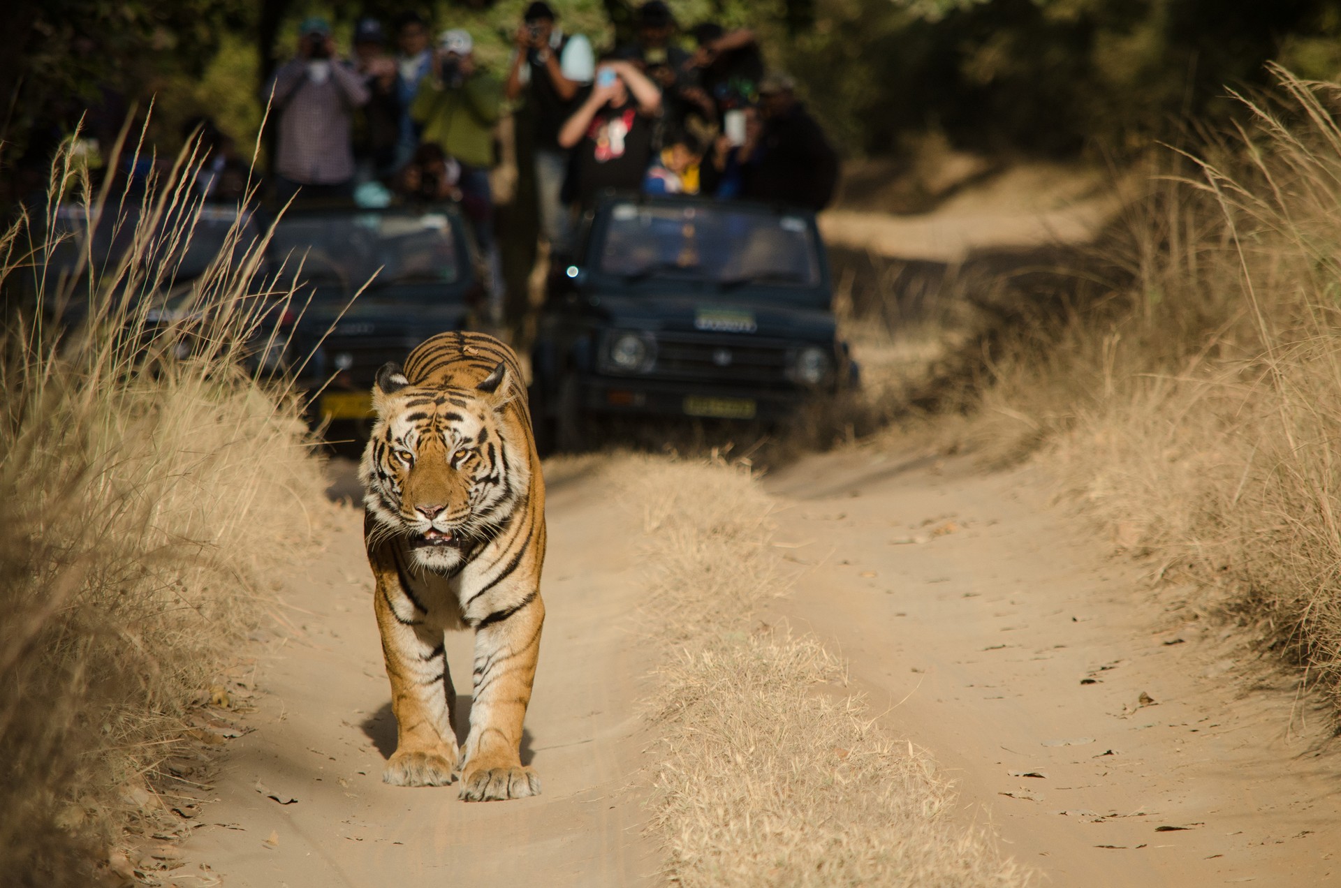A tiger spotted in Bandhavgarh National Park A tiger safari in India is a once-in-a-lifetime opportunity to experience the power and grace of India’s most treasured animal.