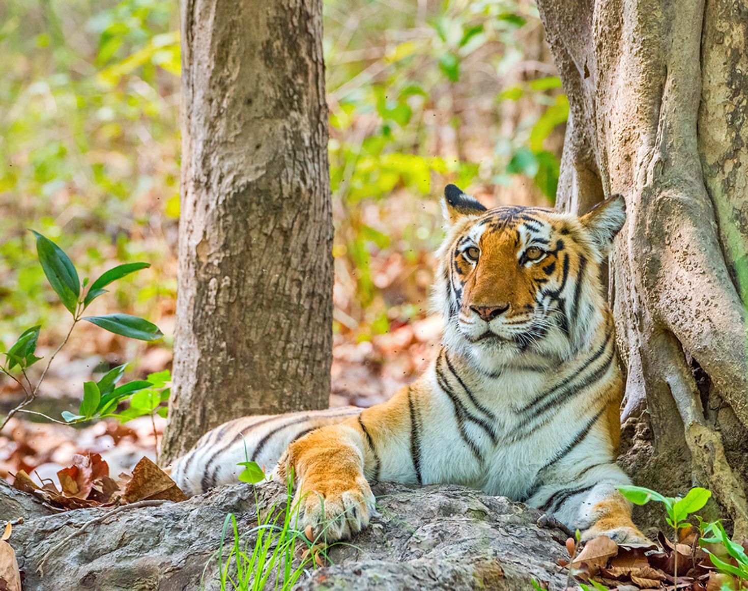 Tiger Safari in Jim Corbett National Park