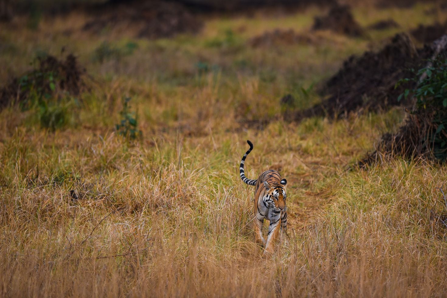 Tiger Safari in Kanha National Park