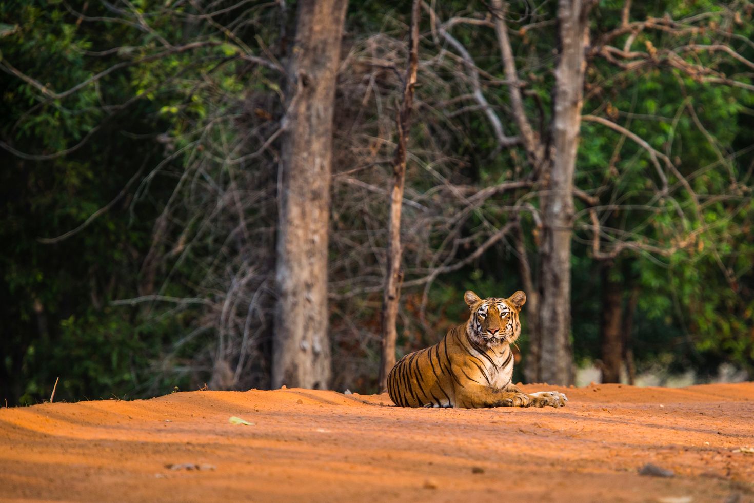 Tiger safari in Tadoba National Park