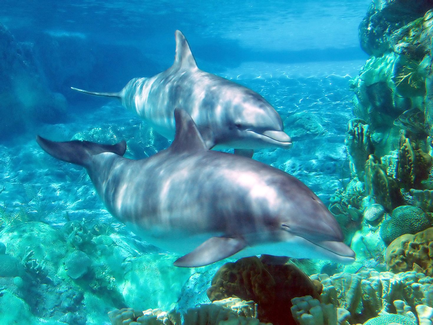 Friendly dolphins are a common sight while diving in Costa Rica
