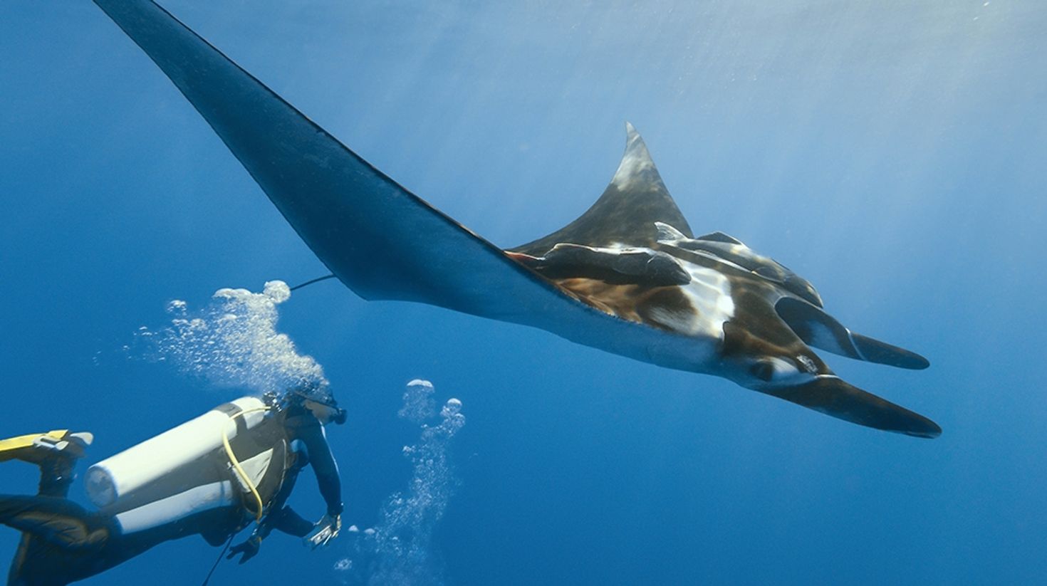 A diver crosses paths with a giant manta ray while diving in Costa Rica
