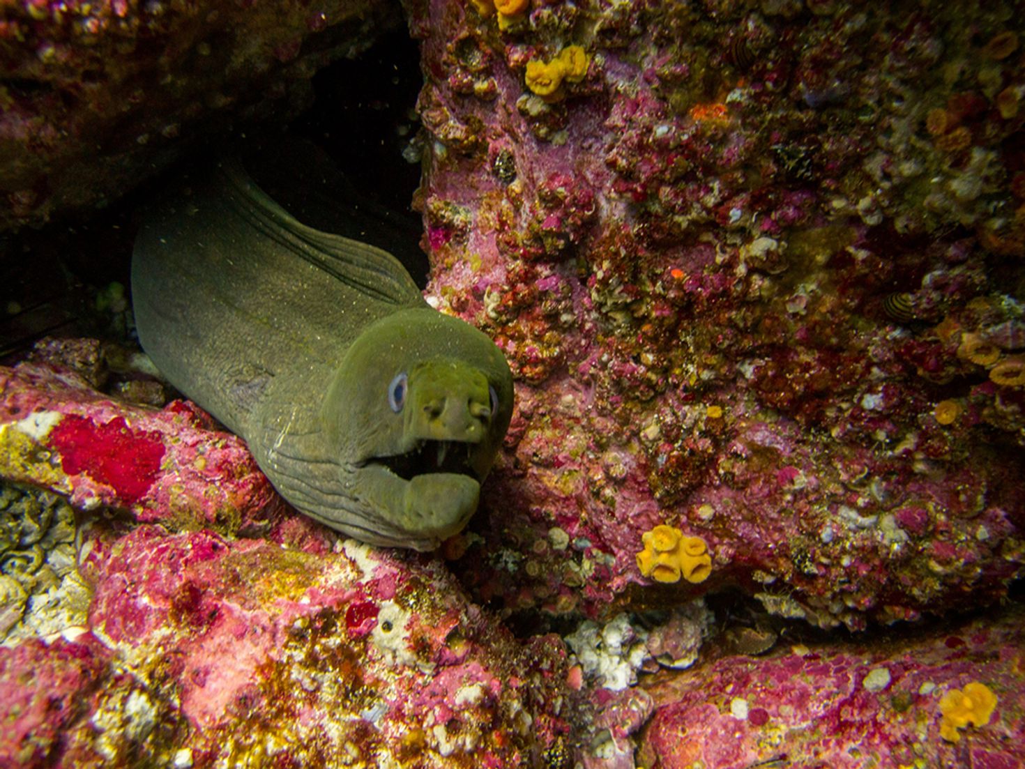 Moray eels are a common sighting while diving in Costa Rica