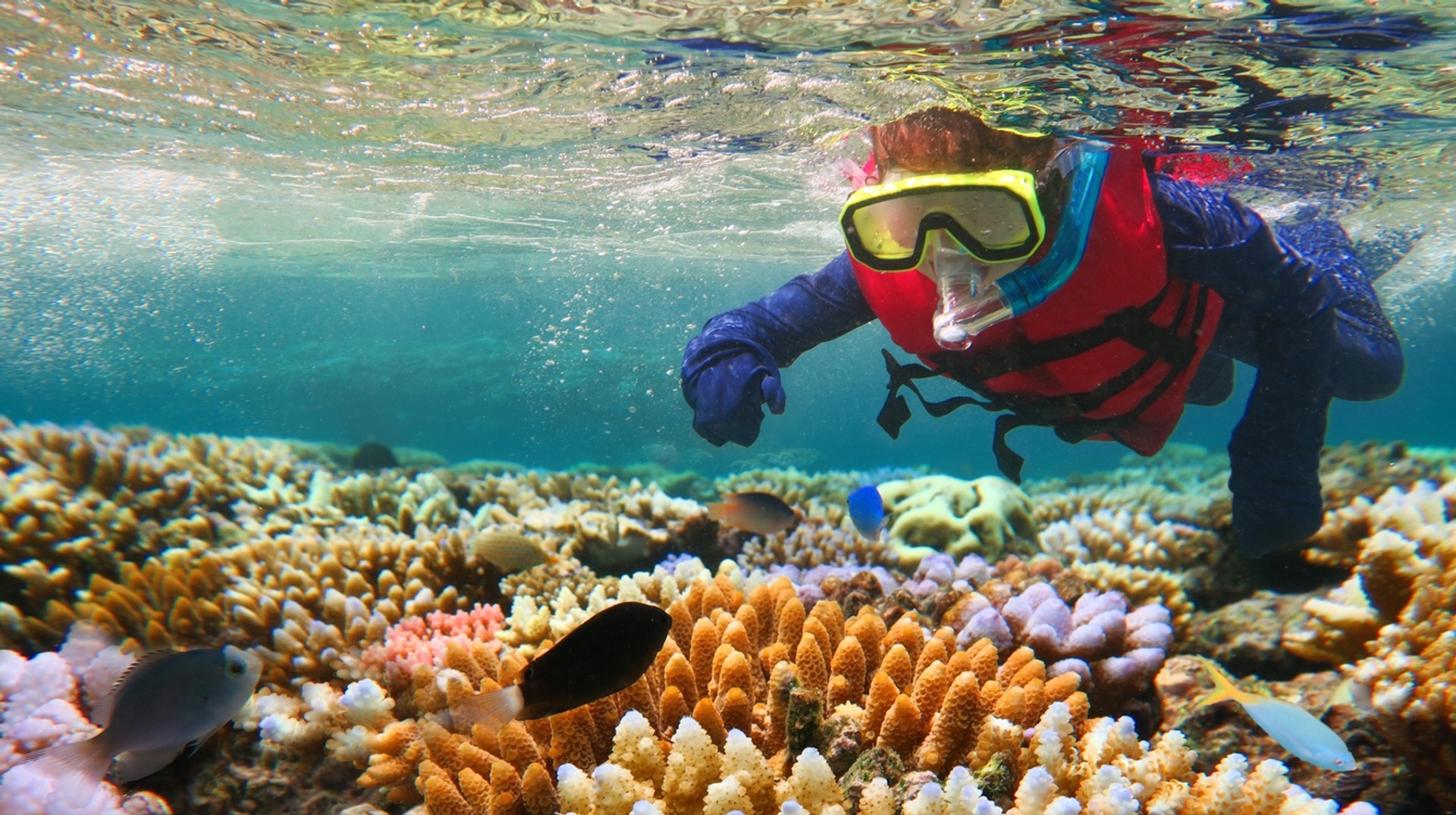 If you're planning to snorkel in Australia, there's no better place than the Great Barrier Reef. The Great Barrier Reef is the world's largest collection of living organisms.