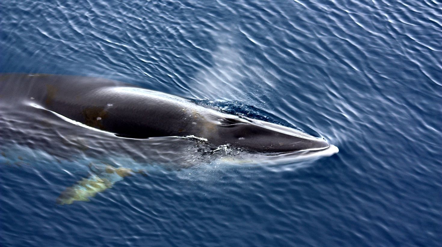 Minke Whales can be spotted near the SS Yongala dive site.