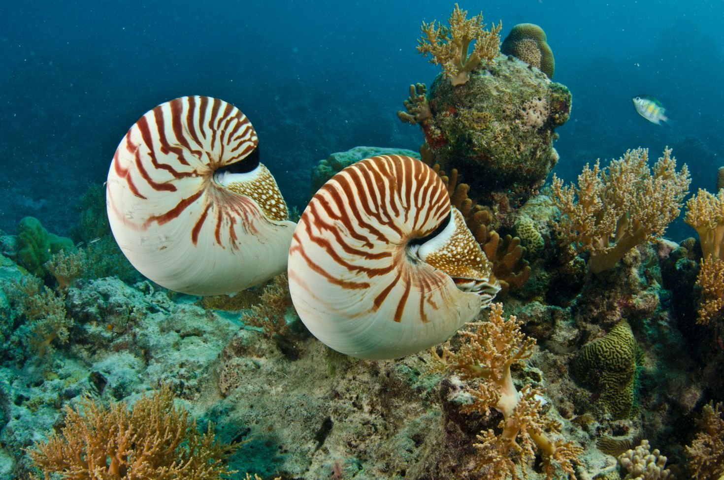 Nautilus pompilius spotted in Great Barrier Reef.