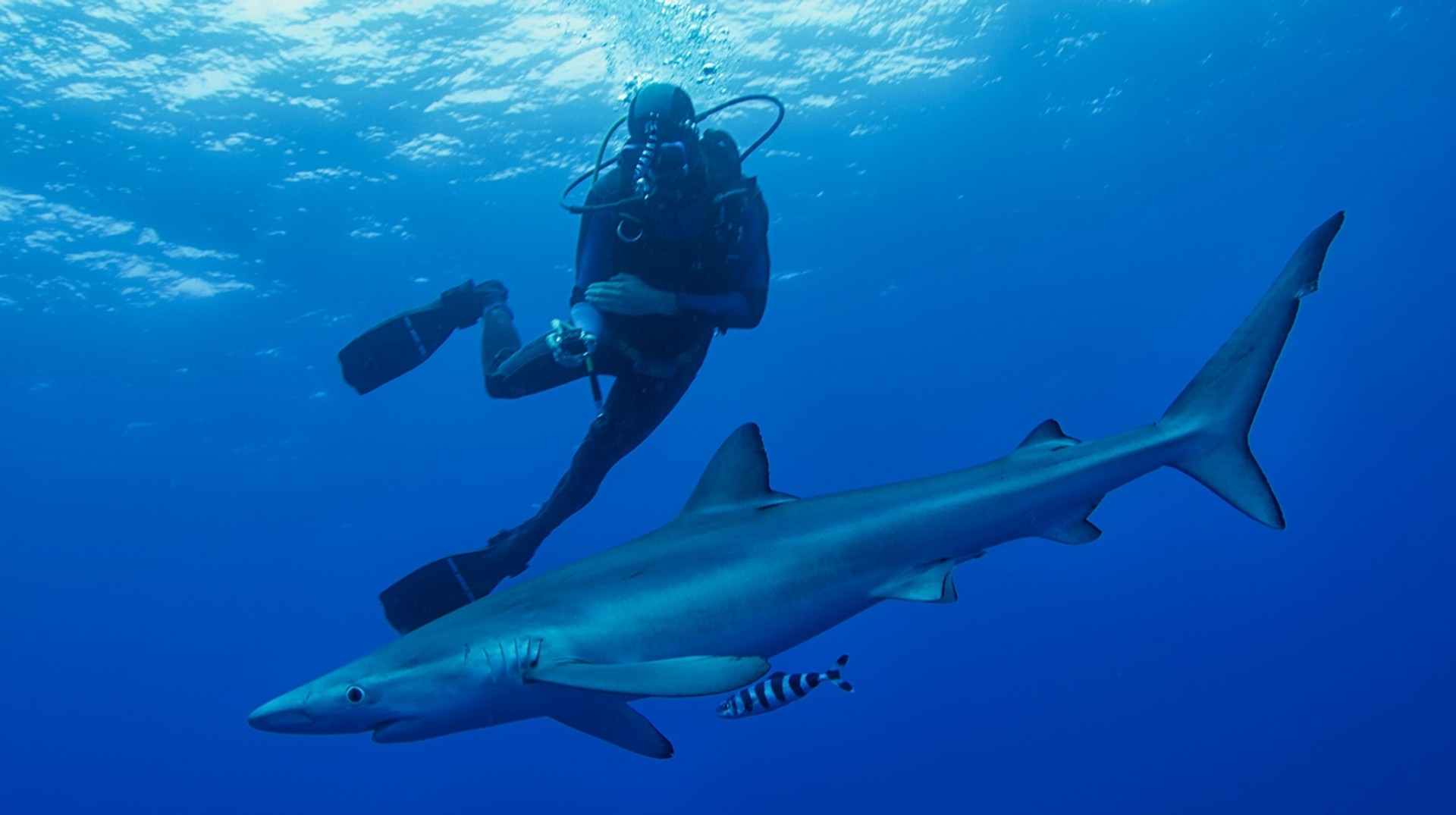 From sharks to ship wreckage, there are many diving spots to be explored in Sydney. Sydney is a great place to go either scuba diving or snorkeling and provides great encounters with all kinds of marine life.