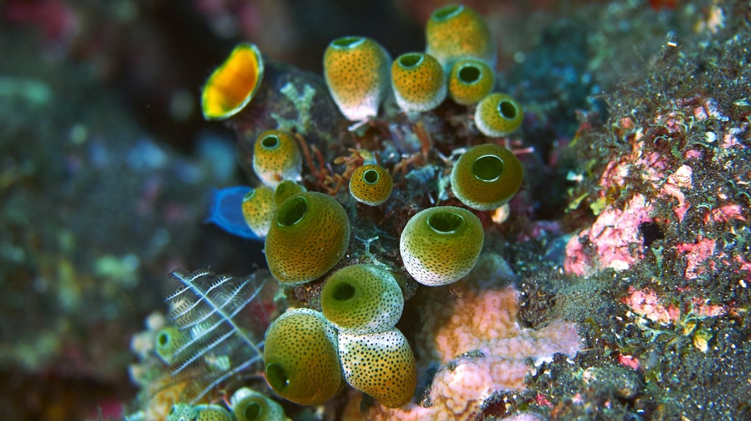 Sea Squirts are an interesting find when diving in Sydney