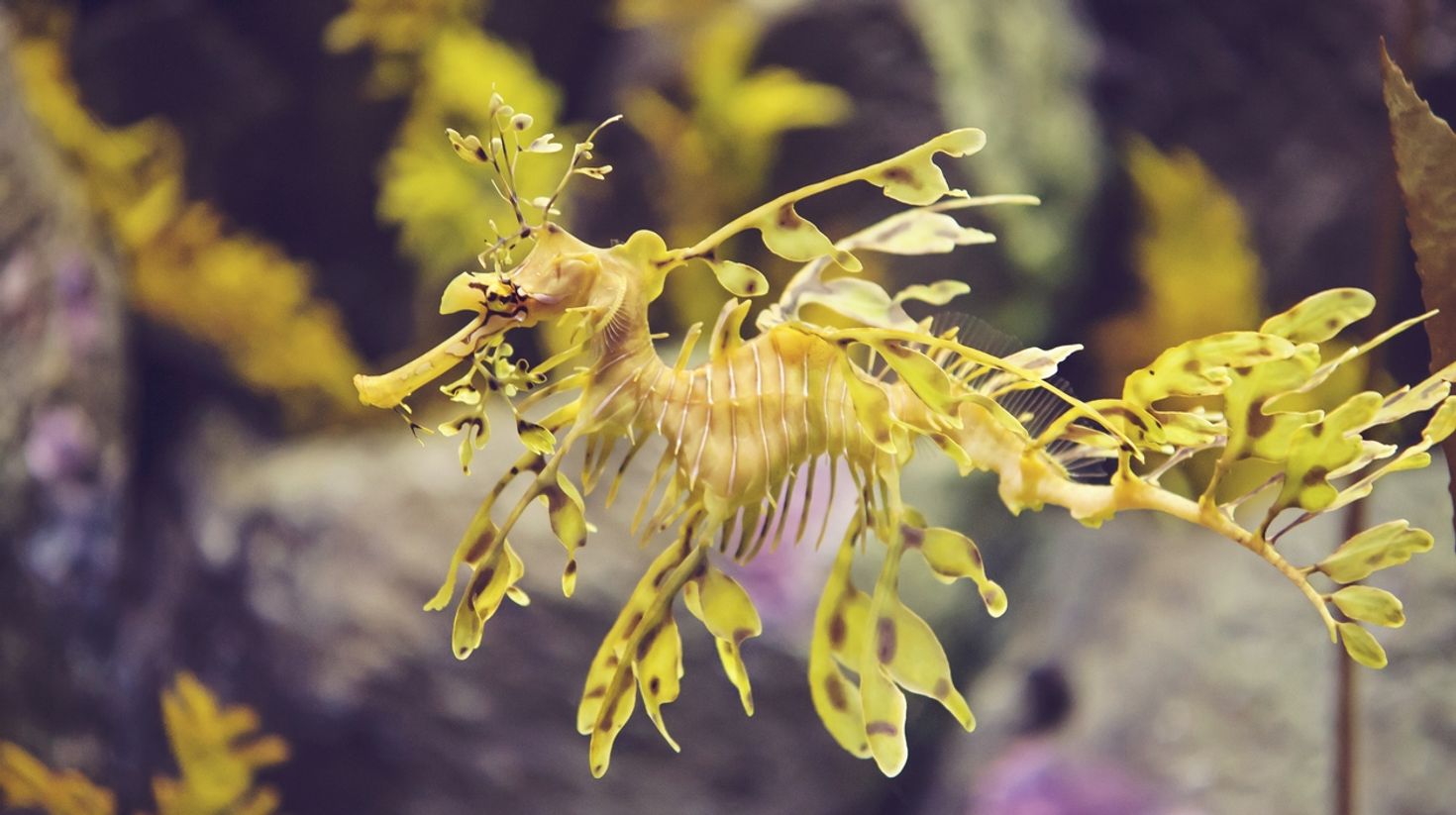 Discover beautiful sea creatures while diving in Sydney