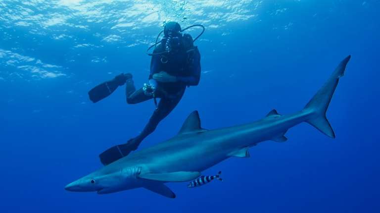 Best Places to go Scuba Diving in Sydney