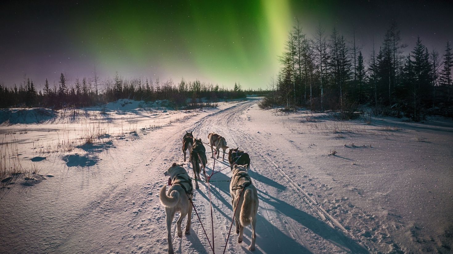 Northern Lights in the night sky at Canada with dogs pulling a sledge.