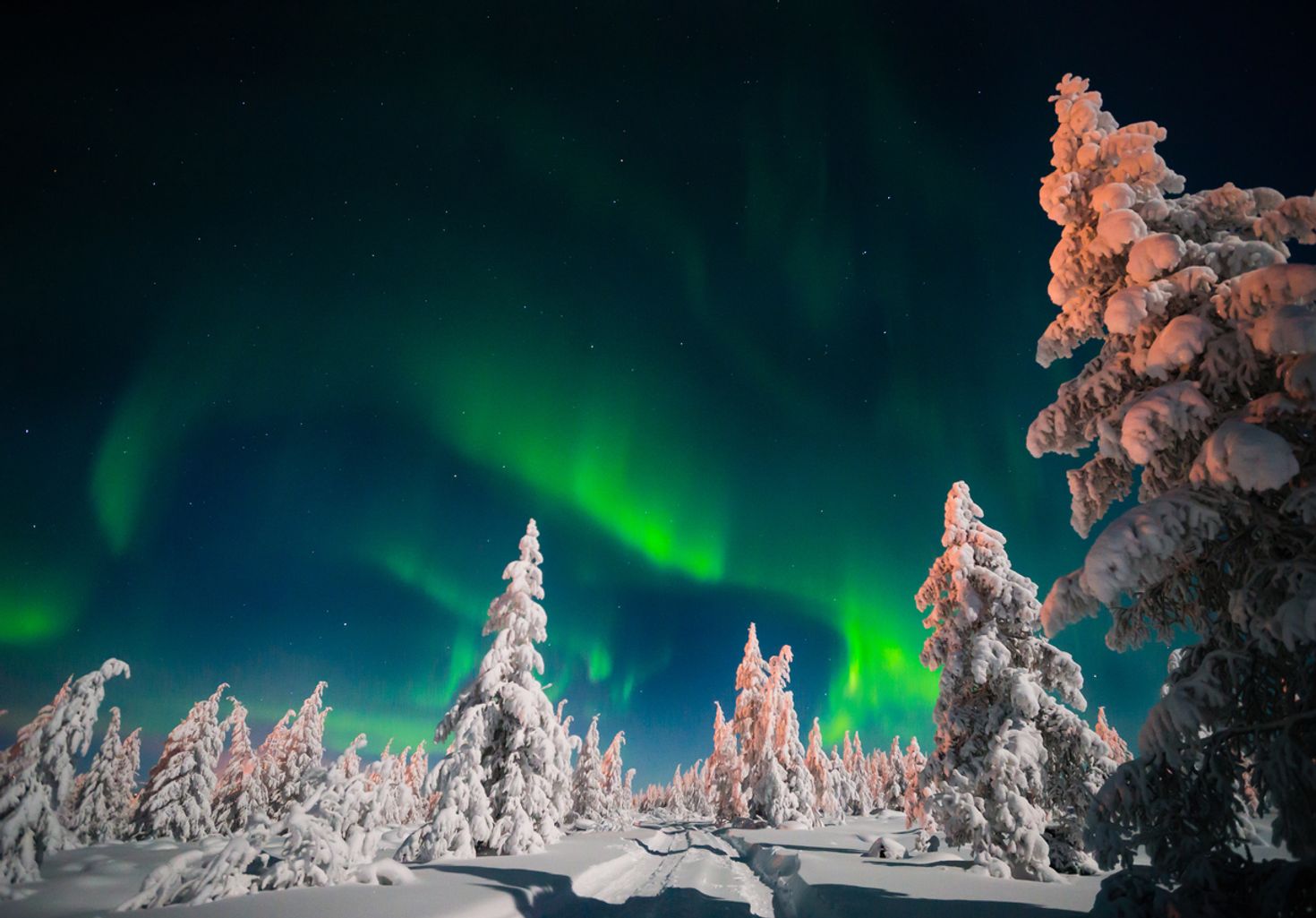 Northern Lights in the night sky above a snowy forest.