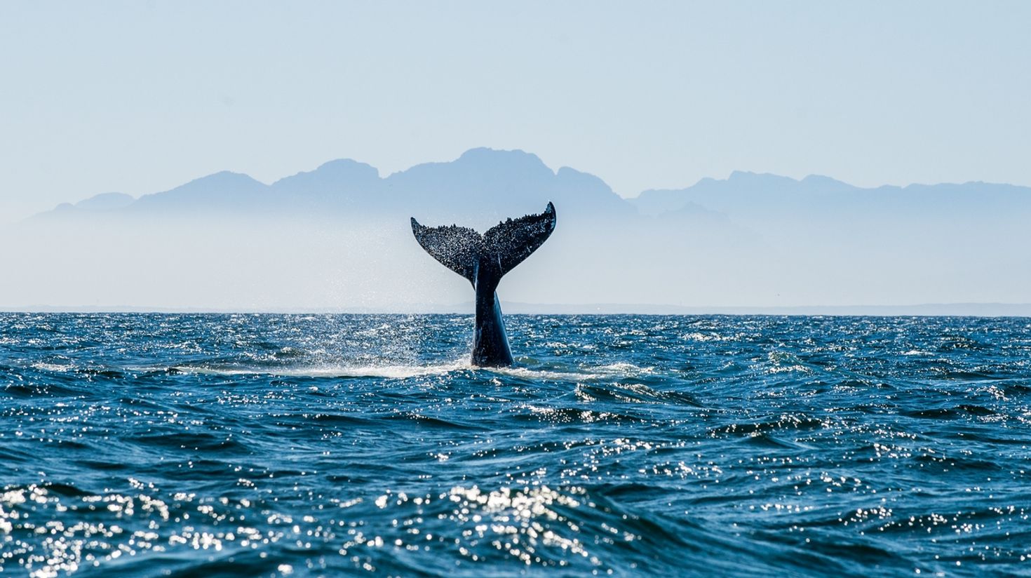Spot wildlife in Costa Rica in Marino Ballena