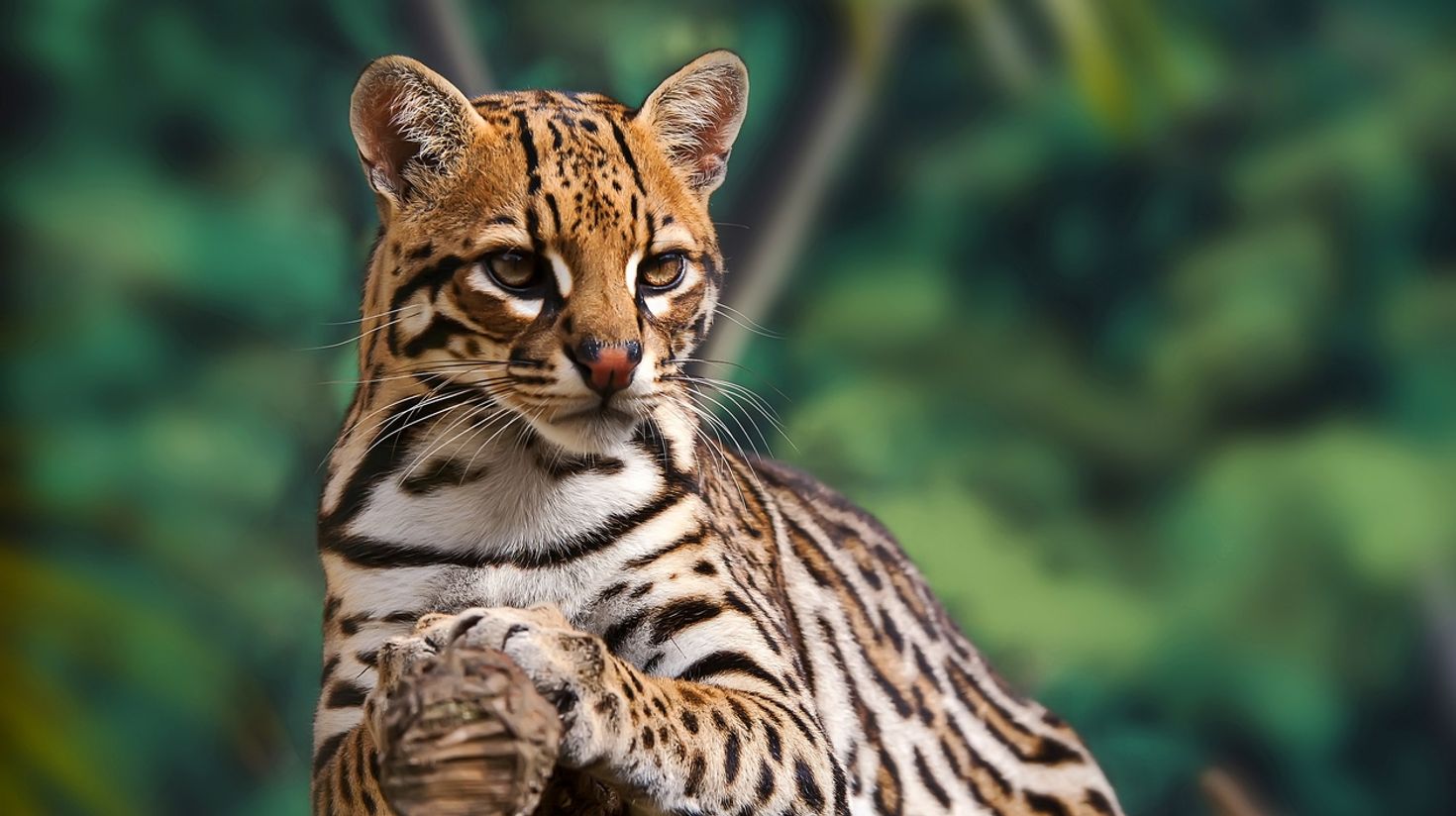 Ocelot are a common wildlife in Costa Rica