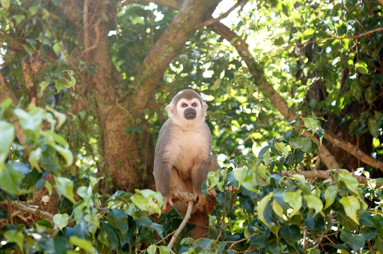 Manuel Antonio National Park is well known for different species of monkeys
