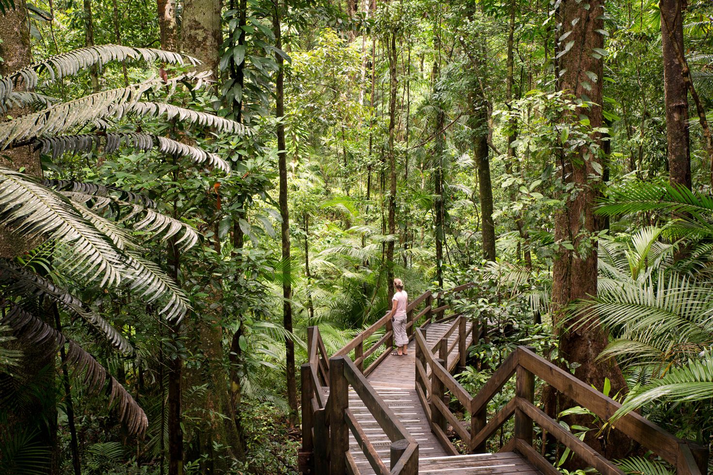Places to visit in Australia, Daintree National Park