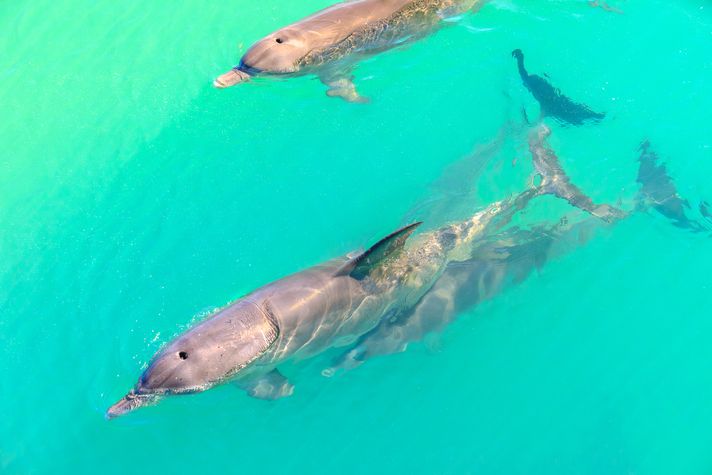 Dolphins in Monkey Mia, places to visit in Australia