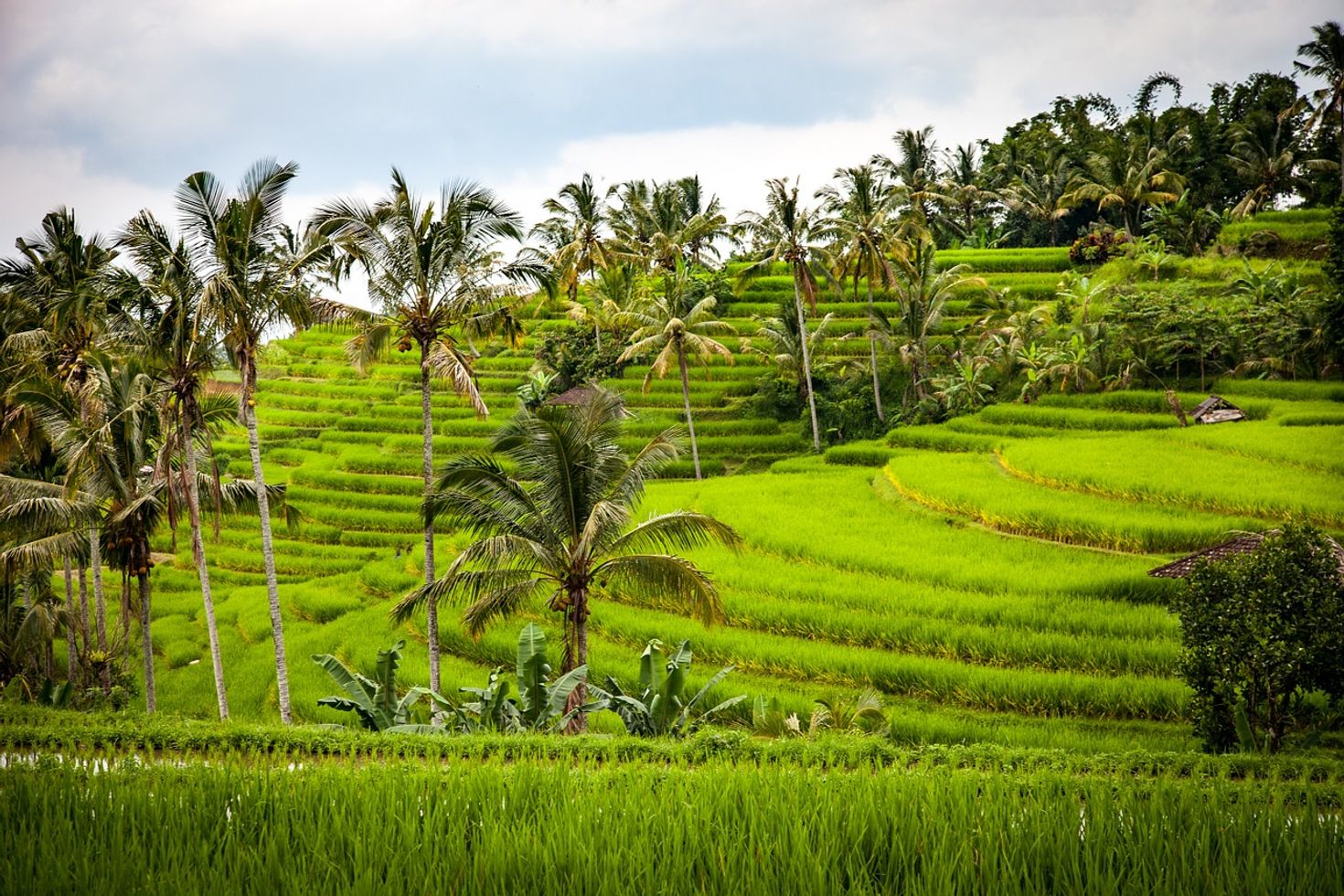 Visit rice terraces and take pictures of one of best place to visit in Bali