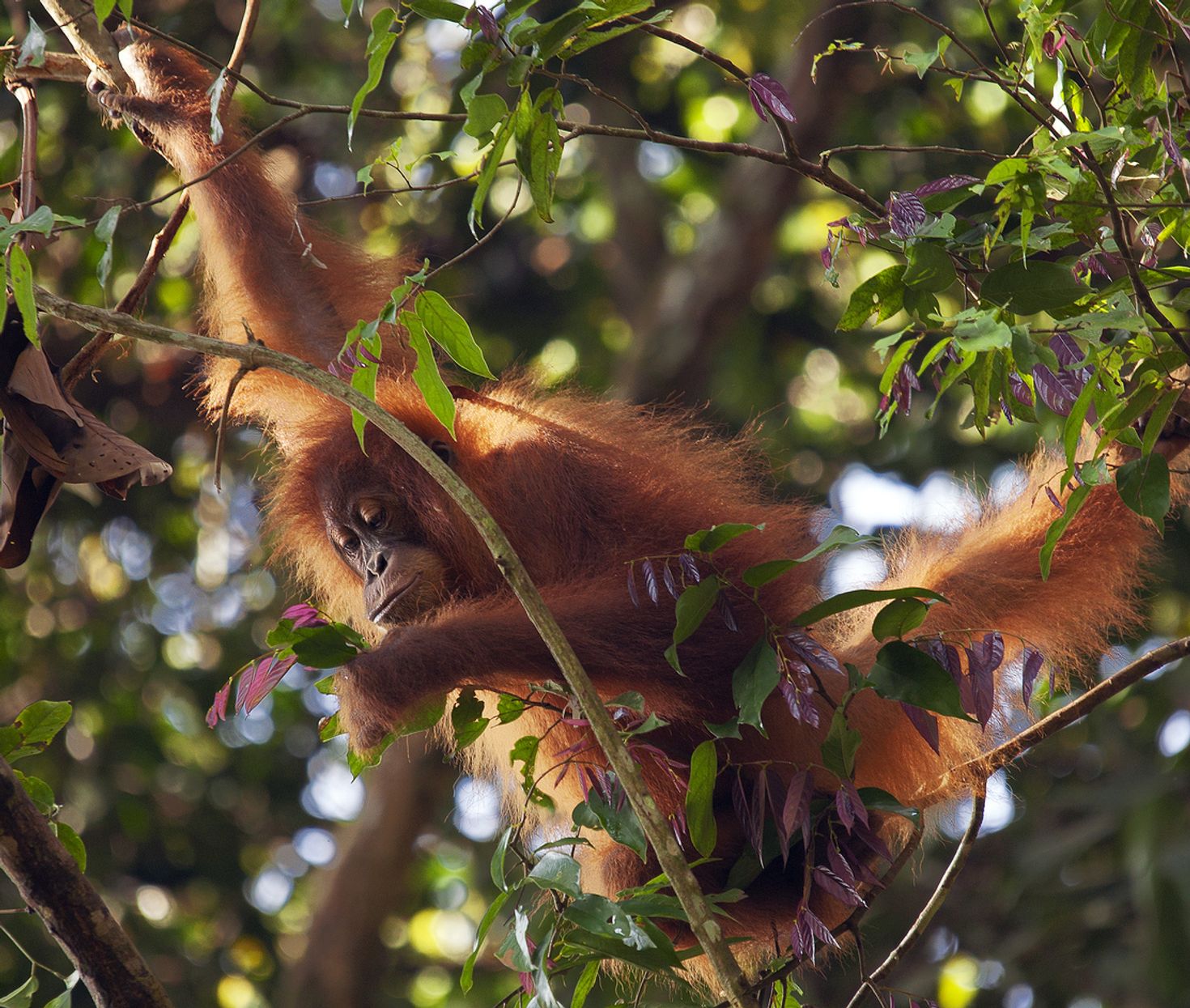 Bukit Lawang is one of the best places to visit in Indonesia
